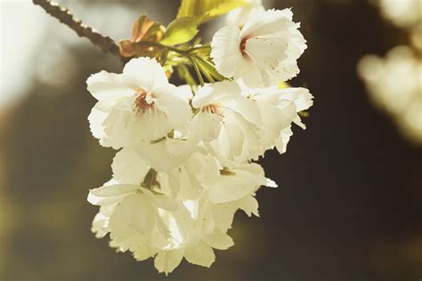 图片素材 科 厂 白色 叶 花瓣 盛开 餐饮 弹簧 生产 植物学 植物群 樱花 特写 宏观摄影 开花植物