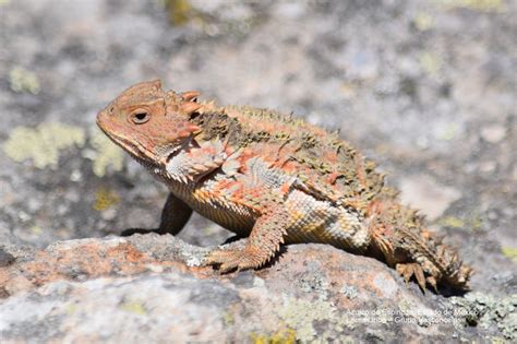 Mountain Horned Lizard From Aculco De Espinoza Estado De M Xico On