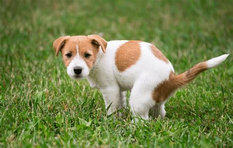 Verstopfungen beim Hund Ursachen Diagnose Maßnahmen