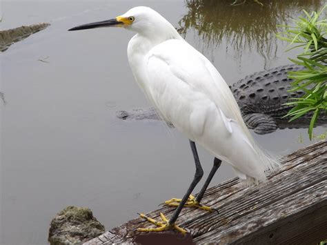 Snowy Egret Fresh Hd Wallpapers 2013 Beautiful And Dangerous Animals