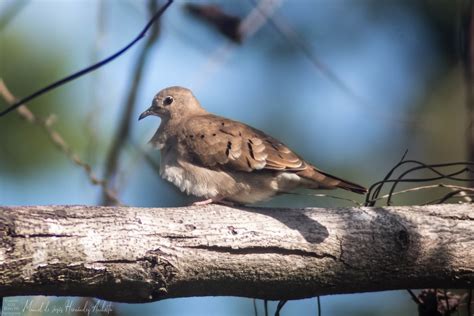 Ruddy Ground Dove From Guayacan La Lomita Palenque Chis