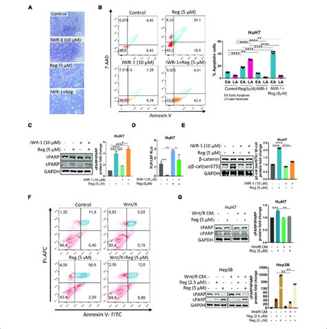 Wnt Catenin Activation Via Wnt A R Spo Treatment Protects Cells