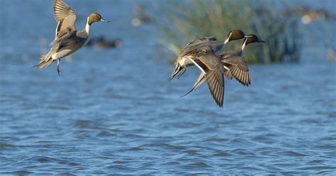 Pacific Region Waterfowl Migration Reports Grand View Outdoors