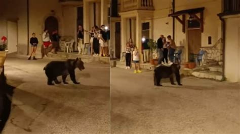 Avvistata L Orsa Amarena Con I Cuccioli Nel Centro Del Paese La Giusta