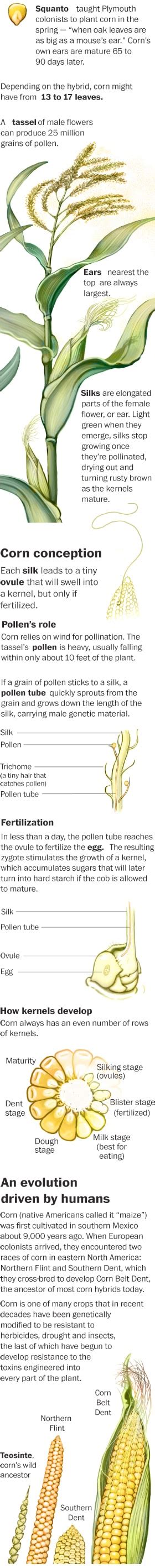 Todays Botany Lesson Corn Sex The Washington Post