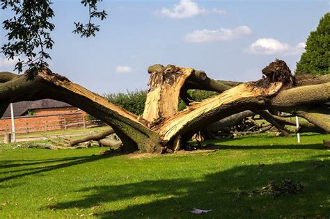 This Oak Tree Was Struck By Lightning And Split Into Three Rinterestingasfuck