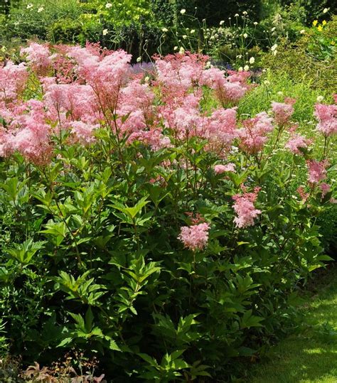 Filipendula rubra 'Venusta' Queen of the Prairie from Prides Corner Farms