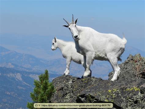 The Spectacular Rocky Mountain Goat - Virily