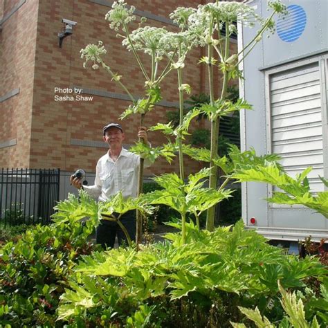 Idahos Noxious Weeds The Idaho Weed Awareness Campaign