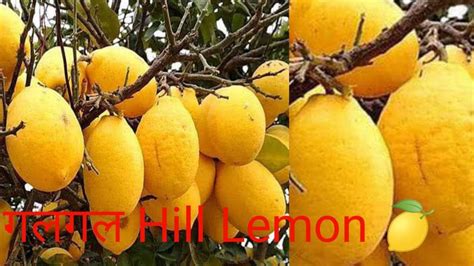 Galgal Ka Achar Hill Lemon Sabse Bada Nimbu Galgal Village Life