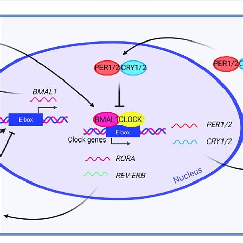 The Mammalian Transcriptional Translational Feedback Loop TTFL In