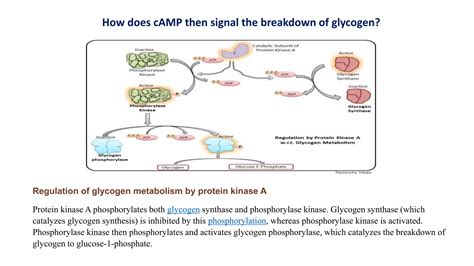 Pathways Of Intracellular Signal Transduction Ppt