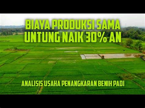 Analisis Usaha Penangkaran Benih Padi Biaya Sama Untung Naik 30