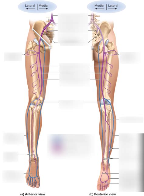 Veins Of The Lower Limbs Diagram Quizlet