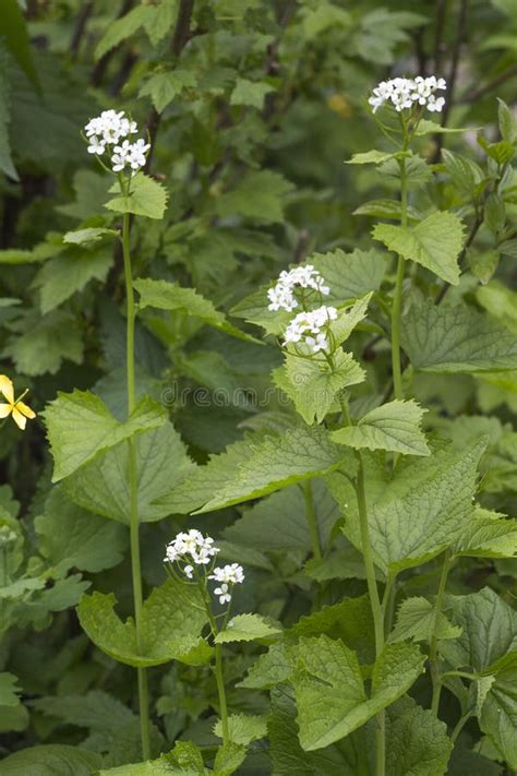 Album De Lamium Ortie Blanche Ou Mort Ortie Blanche Image Stock