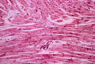 Cardiac Muscle Light Micrograph Stock Image C010 6042 Science