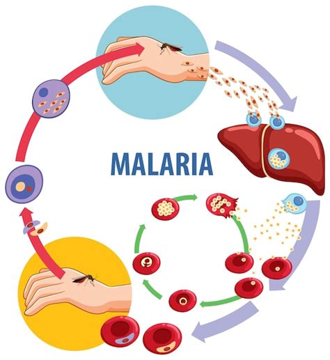 Ciencia Educación Ciclo De Transmisión De La Malaria Explicado A Través De Ilustraciones