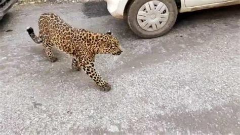 Leopard Sighting Triggers Panic In Delhi Locality Wildlife Teams Rush