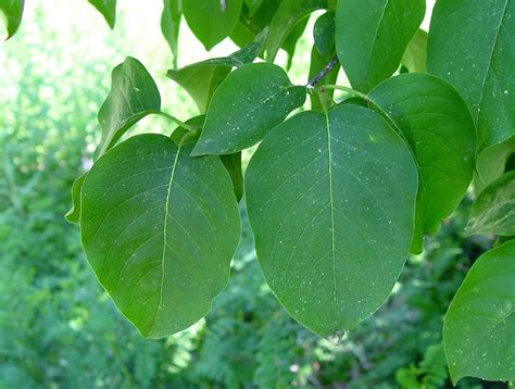 Syringa reticulata (Japanese tree lilac): Go Botany