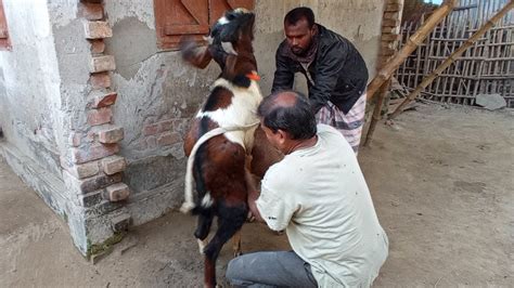 Super Goat Meeting In Village Farm Big Boer Goat Farming Biological