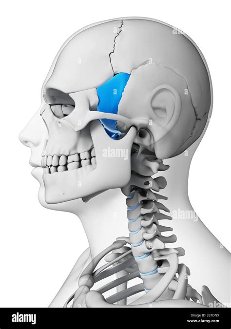 3d Rendered Illustration Sphenoid Bone Stock Photo Alamy