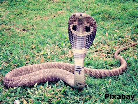 Central African Forest Cobra