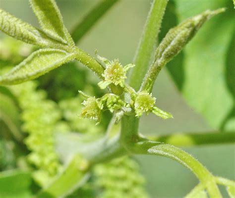 Northern Pecans: Pecan pollination season begins