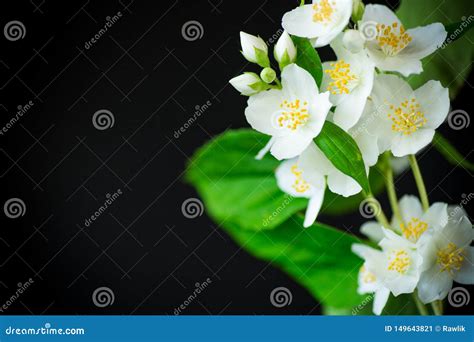 Flores Blancas Hermosas Del Jazm N En Una Rama Aislada En Negro Imagen