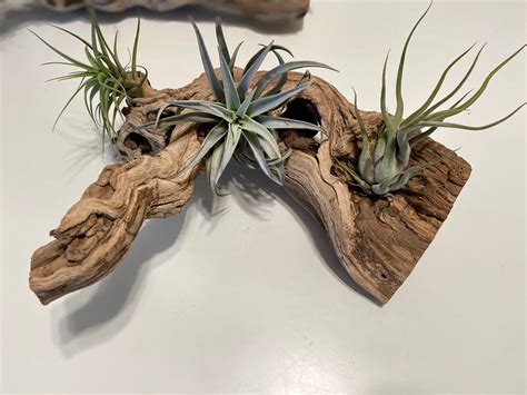 Air Plant Living Driftwood Centerpiece Etsy Uk