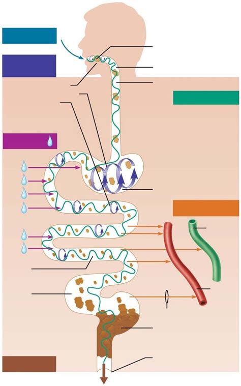 Gi Tract Activities Diagram Quizlet