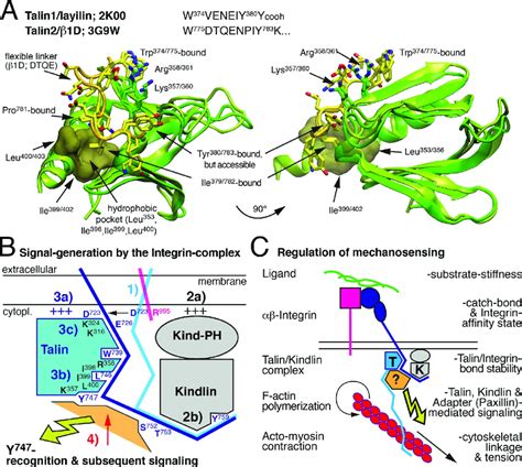 Model Of The Integrin Talin Kindlin Signaling Complex Nmr And Crystal