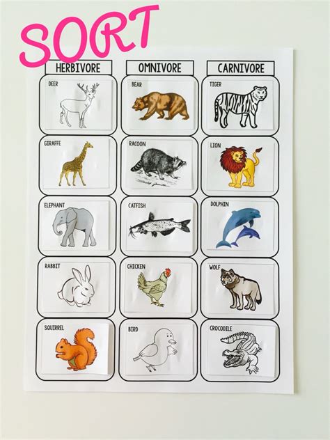 Carnivores Herbivores And Omnivores Worksheet Herbivore Carn