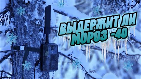 Как покажет себя новая фотоловушка HC900PRO в сильный мороз? - YouTube