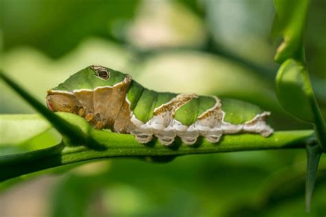 Caterpillar Mimic Snake Royalty Free Photos And Stock Images