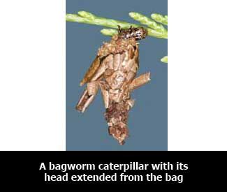 Bagworms | Mississippi State University Extension Service