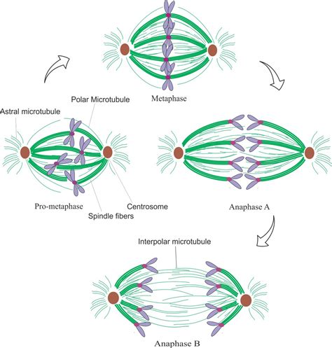 Regulators Of Spindle Microtubules And Their Mechanisms Living