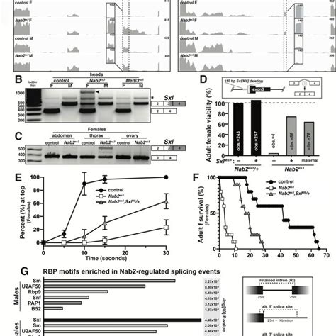 Alternative Splicing Of Sxl Is Disrupted In Nab2 Ex3 Female Heads A Download Scientific