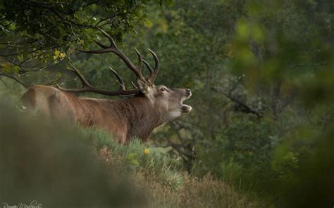 Randonnée naturaliste Brame du Cerf dans les gorges du loup Club