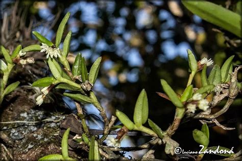 Gu A Completa Para Plantar Cultivar Y Cuidar Orqu Deas Epidendrum