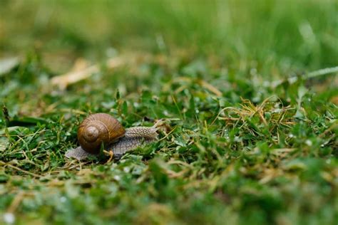 How To Get Rid Of Slugs And Snails In Lawn Naturally Control And Treatment