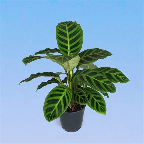 Калатея Зебрина 12/35 – купить в Москве с доставкой – Plantis