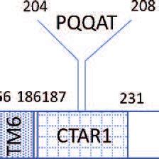 Schematic Representation Of Basic Structure Of Ebna Protein With The