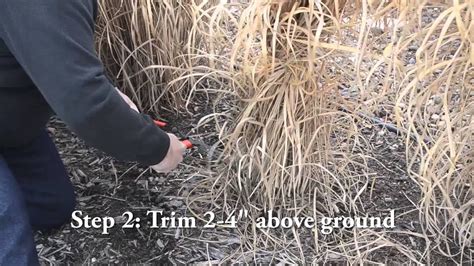 Trimming Ornamental Grasses Youtube