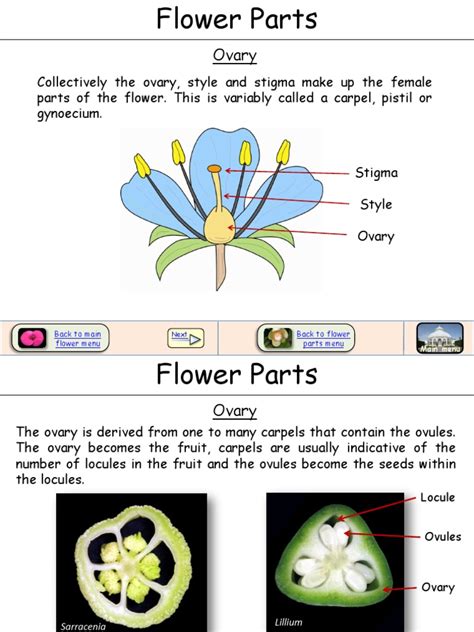 Flower Ovary Pdf Garden Plants Reproductive System