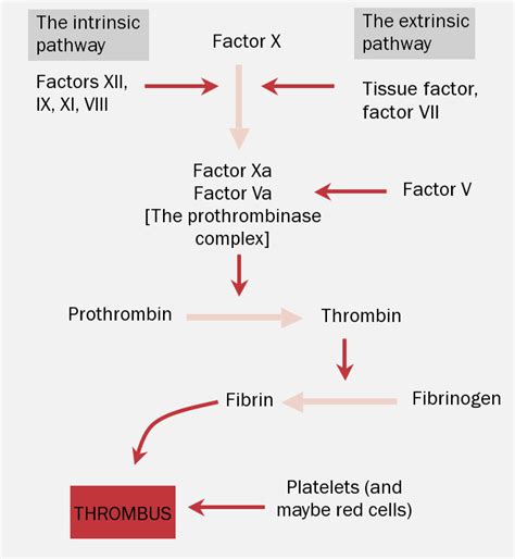 REVISED Anticoagulation module 3: anticoagulant therapy - The British ...