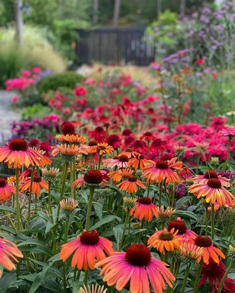 How To Fertilise Perennials Artofit