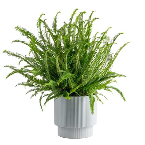 Costa Farms Indoor Kimberly Queen Fern House Plant In 10 Inch Décor Pot And Reviews Wayfair