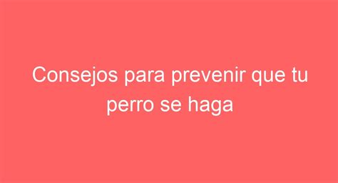 Preventivas Consejos Para Evitar Que Tu Perro Se Lastime Rasc Ndose