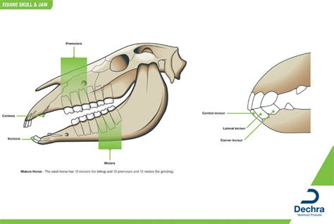 Side View Horse Diy Anatomy Chart