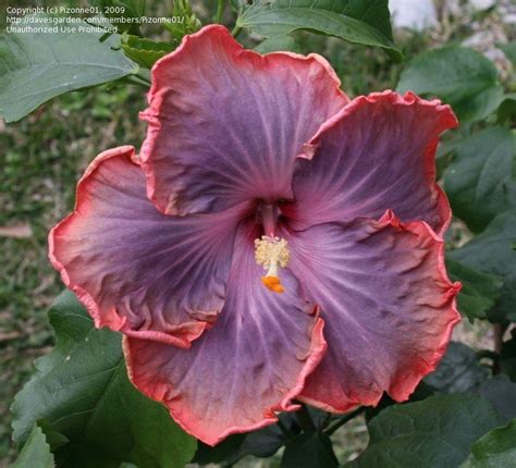 Plantfiles Pictures Tropical Hibiscus Cajun Hibiscus Creole Lady